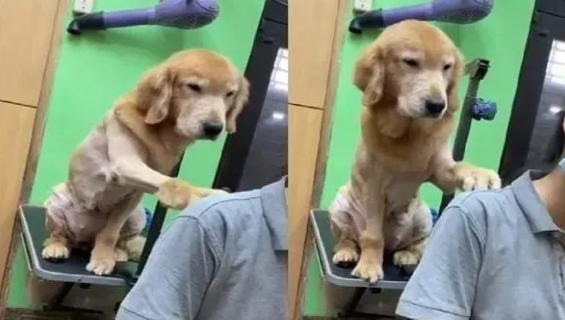 剃完新发型的黄金猎犬举脚拍肩膀:可以理一下我吗? 剃完新发型的黄金猎犬举脚拍肩膀:可以理一下我吗?