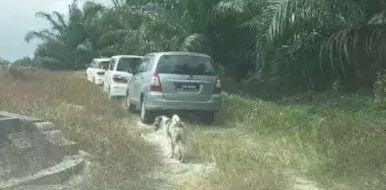 为了送奶奶最后一程，狗狗跟着灵车一路奔到了墓地
