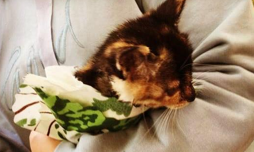 网友收养了流浪猫,带它去了次医院,就说啥也不养了 网友收养了流浪猫,带它去了次医院,就说啥也不养了