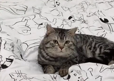 主人刚铺好床单猫就打滚,猫:听说你在拍我?网友:床上“长猫” 主人刚铺好床单猫就打滚,猫:听说你在拍我?网友:床上“长猫”