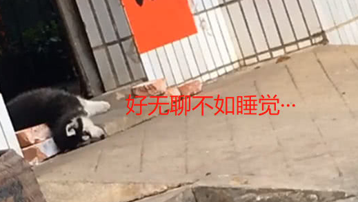 小哈拆家被绑到乡下，大黄欺负它一顿后，从此便有了新想法