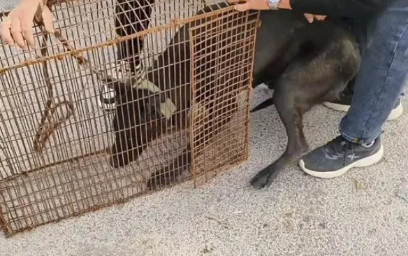 狗狗进笼前的不断挣扎，终让主人回心转意，让它成功逃过一劫