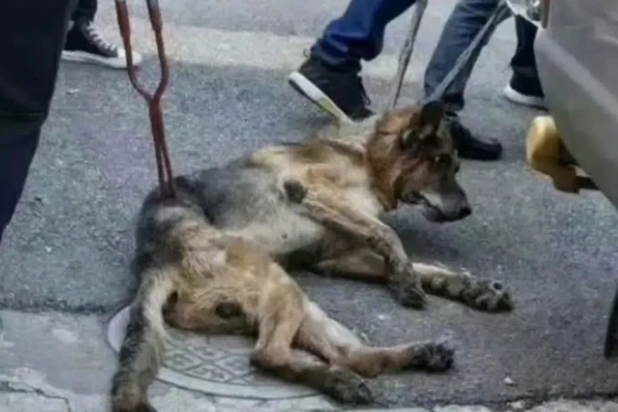 上海特警上门抓瘫痪犬引争议，知情人：狗是警犬主人不牵绳导致