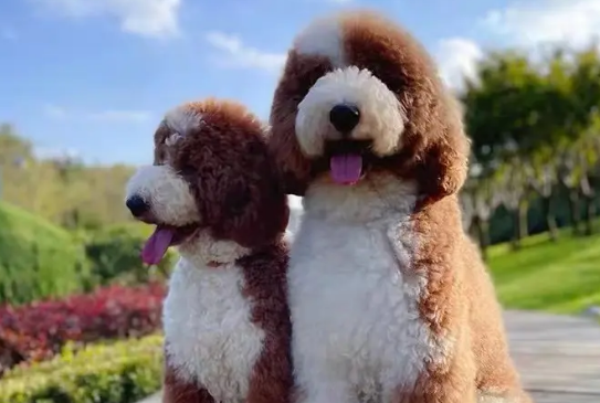 巨贵犬一天吃多少次合适