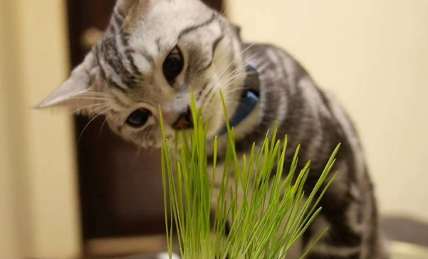 昙花一现是什么意思