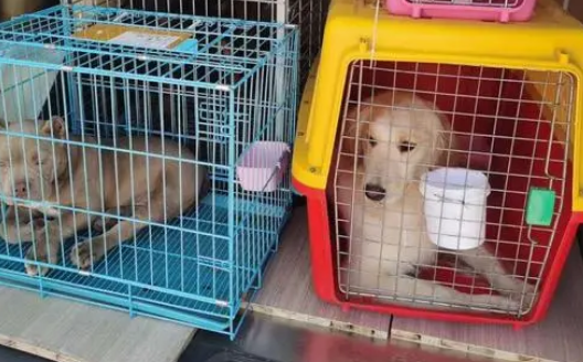 宠物狗托运过程中死亡,承运人被判赔偿并在微信朋友圈道歉 宠物狗托运过程中死亡,承运人被判赔偿并在微信朋友圈道歉