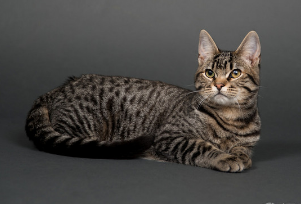 虎斑猫是名贵猫吗