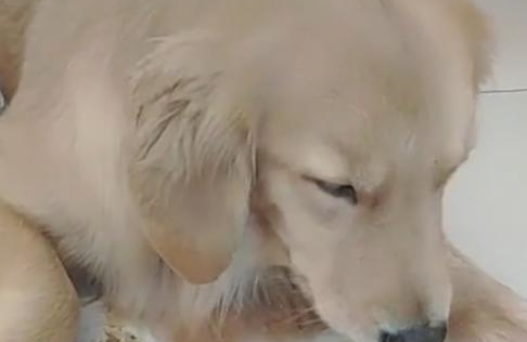 母子俩饿了一天,最终面对诱人食物,金毛狗妈又会做出什么选择? 母子俩饿了一天,最终面对诱人食物,金毛狗妈又会做出什么选择?