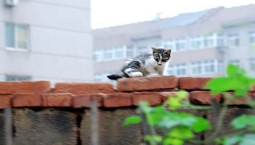 流浪猫捡到食物却偷偷藏起来，一路跟踪，发现它坚强又心酸的秘密