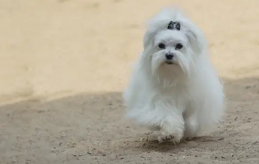 马尔济斯犬贵不贵