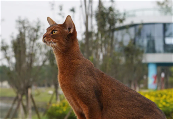 阿比猫不同颜色价格 阿比猫不同颜色价格