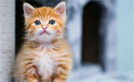 治疗猫瘟的土方法