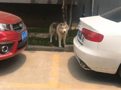 为防拆家,二哈被拴在公司楼下整日嚎叫,嘴里不停地喊“二百五” 为防拆家,二哈被拴在公司楼下整日嚎叫,嘴里不停地喊“二百五”