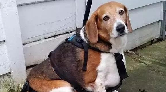 由于主人患有失忆症,导致这只比格犬几乎都被喂成了猪... 由于主人患有失忆症,导致这只比格犬几乎都被喂成了猪...