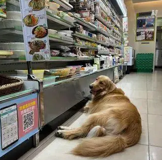 带大金毛去逛便利店,这货躺下不肯走了:全家就是我家! 带大金毛去逛便利店,这货躺下不肯走了:全家就是我家!