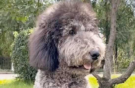 为何“巨型贵宾犬”无人问津？网友：第一点太真实了