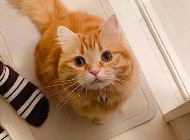 中华田园猫橘猫价格 中华田园猫橘猫价格