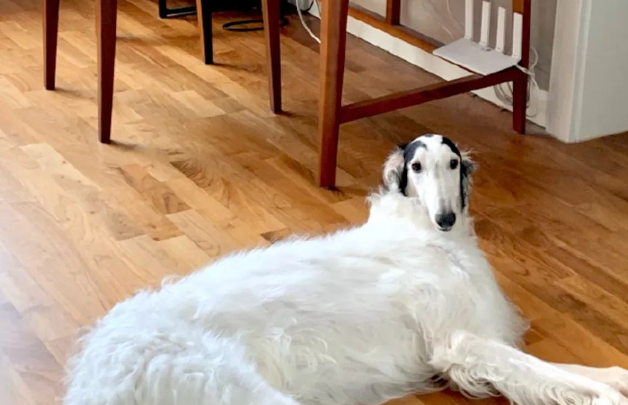 班里来了一只苏俄牧羊犬，二哈看了一脸懵逼：我们中间有叛徒