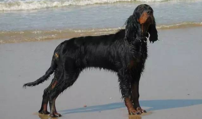 戈登塞特犬的档案资料