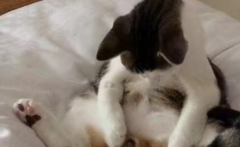 绝育后的公猫太搞笑,发现蛋蛋不见了,眼神里都透着绝望 绝育后的公猫太搞笑,发现蛋蛋不见了,眼神里都透着绝望