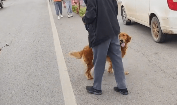 眼瞅即将进笼,金毛拼死抵在笼口终让主人回心转意,大叔:给它找喂家 眼瞅即将进笼,金毛拼死抵在笼口终让主人回心转意,大叔:给它找喂家