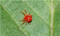 小红蜘蛛特别小有毒吗