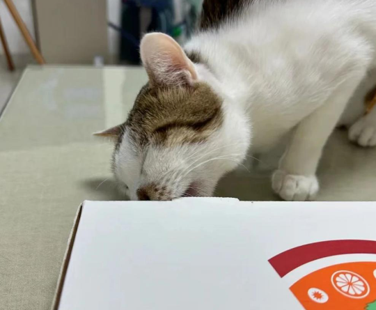 猫咪为了吃到食物到底有多拼?直到...它学会了掩耳盗铃! 猫咪为了吃到食物到底有多拼?直到...它学会了掩耳盗铃!
