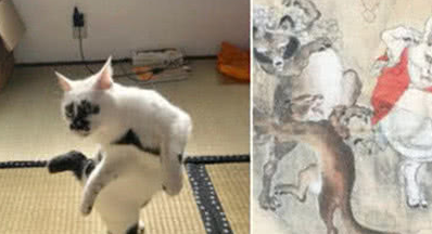 日本网友养了一只奇怪的猫,行为举止让人相当惊讶!像是一只猫妖 日本网友养了一只奇怪的猫,行为举止让人相当惊讶!像是一只猫妖