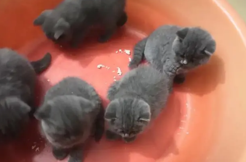 蓝猫幼崽卖600贵吗