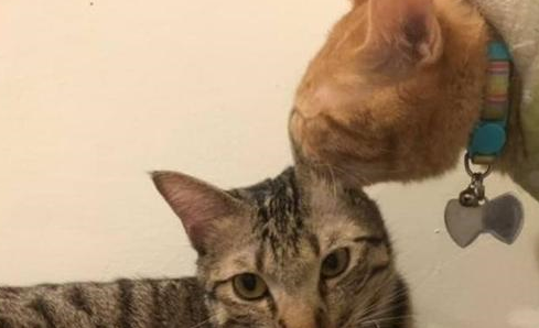 猫咪兄弟“逃狱”分工合作,一个垫背一个爬窗,主人看了大吃一惊 猫咪兄弟“逃狱”分工合作,一个垫背一个爬窗,主人看了大吃一惊