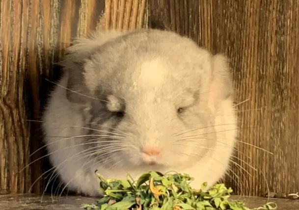 龙猫挑食的解决方法 两个方法解决龙猫挑食问题 龙猫挑食的解决方法 两个方法解决龙猫挑食问题