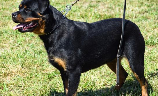 罗威纳犬流口水 犬的身体没有汗腺