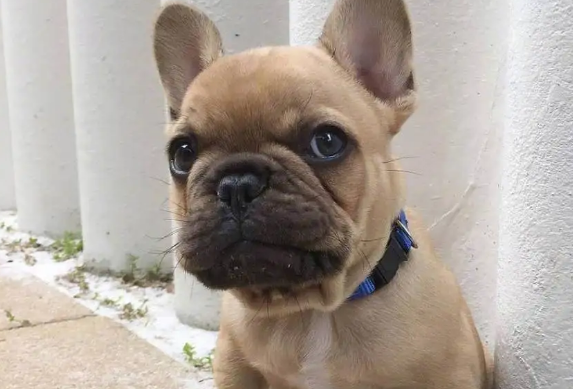 斗牛犬餐厅的一天