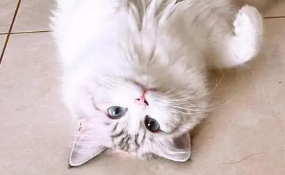 倔强嘴巴的猫粮怎么样？两方面让你了解清楚