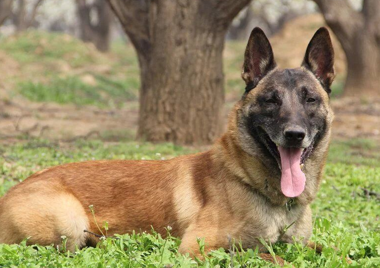 如何训练马里努阿犬 如何训练马里努阿犬