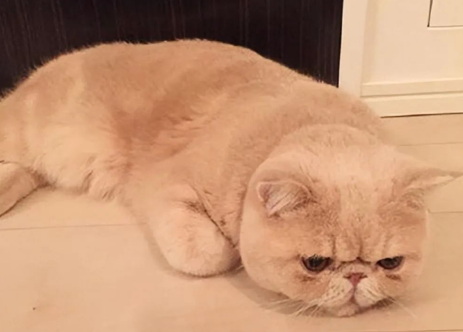 猫界3大“臭猫”和3大“香猫”,你养了哪种? 猫界3大“臭猫”和3大“香猫”,你养了哪种?