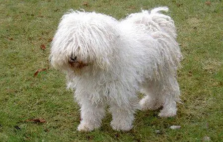 波利犬吃什么狗粮好 健康饲养宠物很重要 波利犬吃什么狗粮好 健康饲养宠物很重要