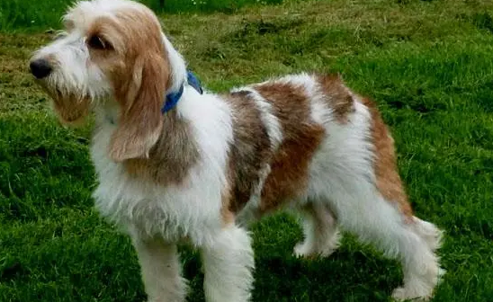 贝吉格里芬凡丁犬的喂食要点 主人要细心呵护 贝吉格里芬凡丁犬的喂食要点 主人要细心呵护