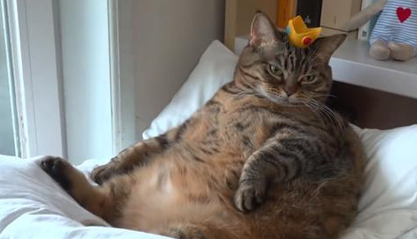 猫咪绝育后一年体重翻了一倍,只因为主人误信,绝育后要给猫加餐 猫咪绝育后一年体重翻了一倍,只因为主人误信,绝育后要给猫加餐