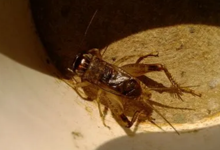 一只蛐蛐两万元！山东三个村子卖蟋蟀20多天收入千万