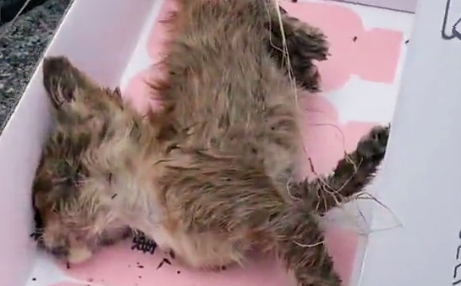 可怜小猫流浪街头,路边病倒无依无靠,女子第一次捡猫就成铲屎官 可怜小猫流浪街头,路边病倒无依无靠,女子第一次捡猫就成铲屎官