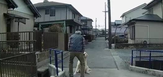 主人不带自己出门，这只有心机的大金毛当场耍赖当路障