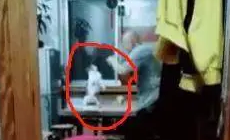自从家里养了猫,老父亲的娱乐活动就成了跟猫对打!并且乐此不疲