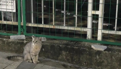 暹罗猫步行六年2000多公里回家！谁说猫都是白眼狼？