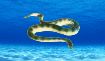 海蛇需要换气吗