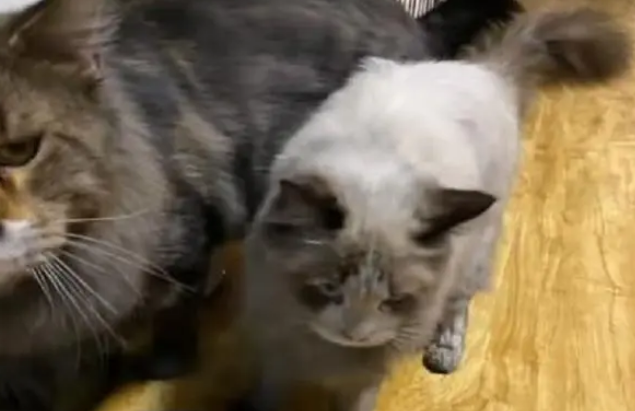猫咪私自开电磁炉,厨房浓烟引来物业,猫跟房子差点没了 猫咪私自开电磁炉,厨房浓烟引来物业,猫跟房子差点没了