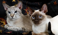 指甲猫是真实存在的吗