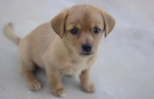 中国的土狗叫什么犬