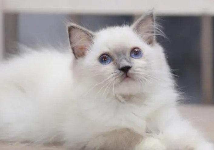 手套色布偶猫好养吗 手套色布偶猫好养吗