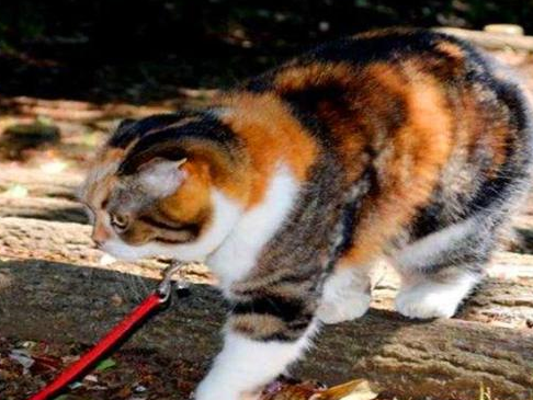 猫咪跟着主人爬了7年的山，却越来越胖，原来是因为游客半路喂猫